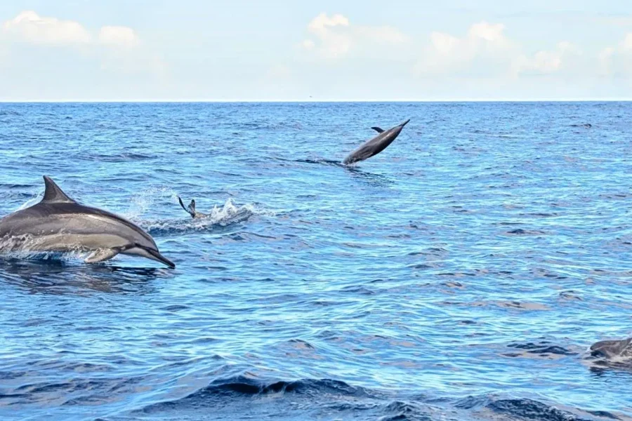 🕓Mauritius: Wild Dolphins, Macondé, Adventure Park Tour