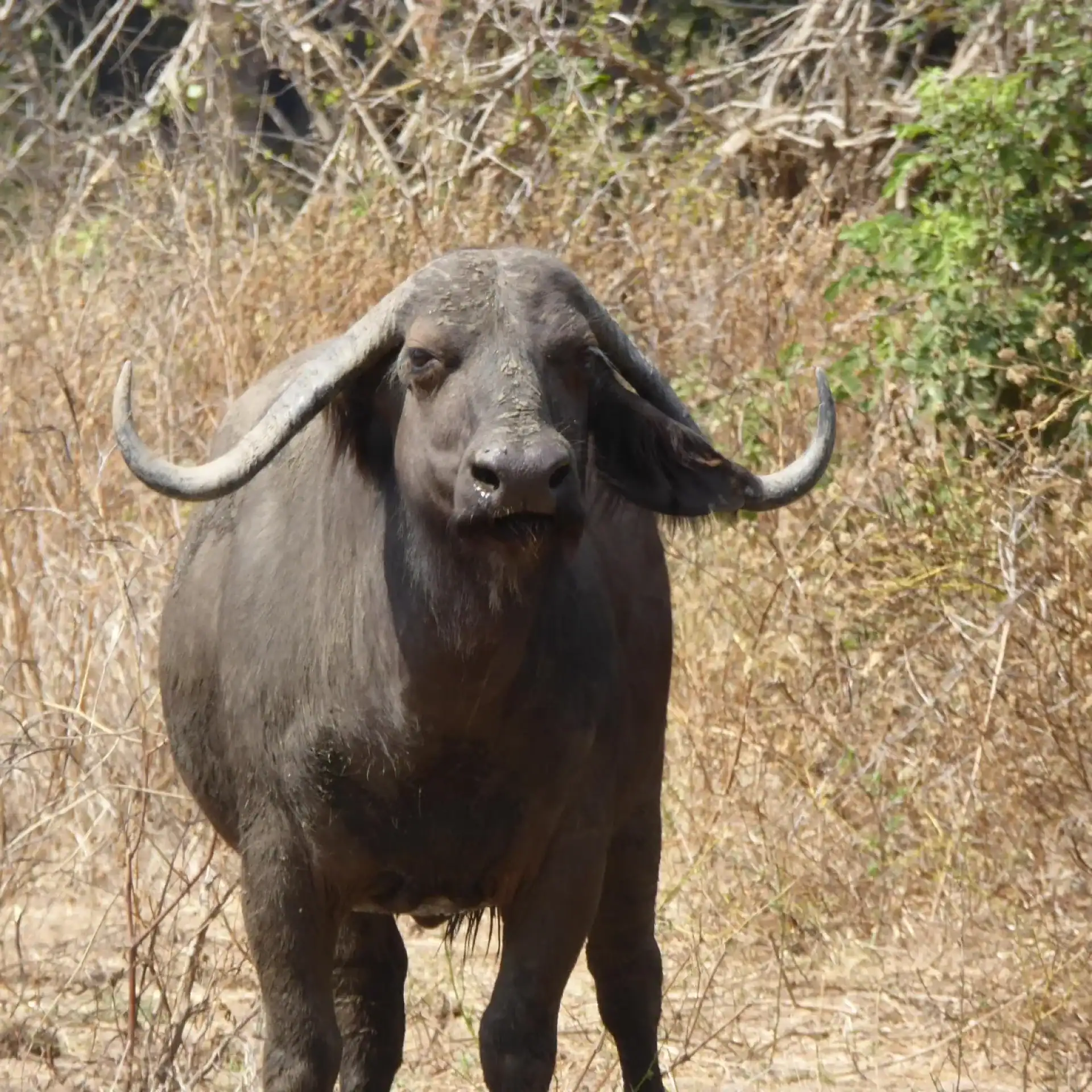 🕓Mfuwe: 5-Day South Luangwa Safari with Camping& Meals