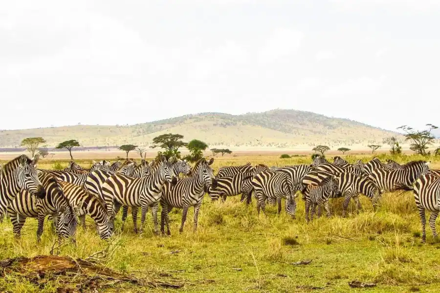 🕓Mikumi Safari, Chizua Waterfalls& Maasai Village 3-Day Tour