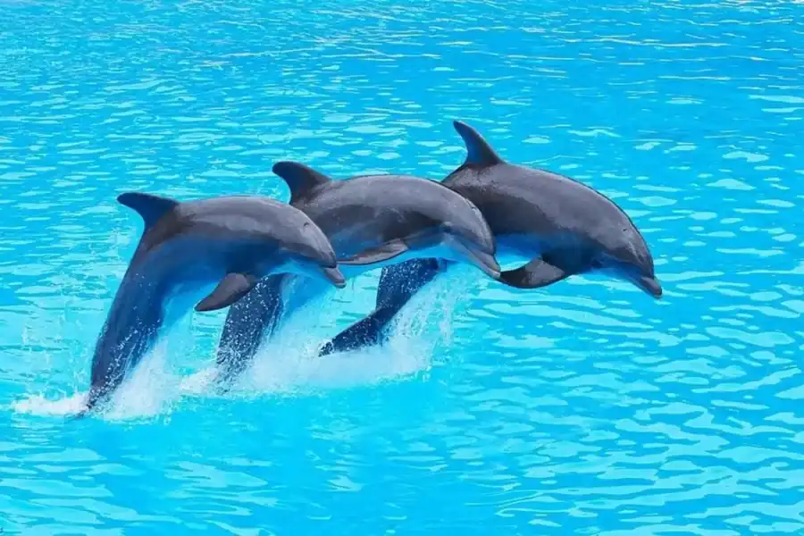 🕓Mnemba Island: Dolphin& Snorkeling with Optional BBQ Lunch