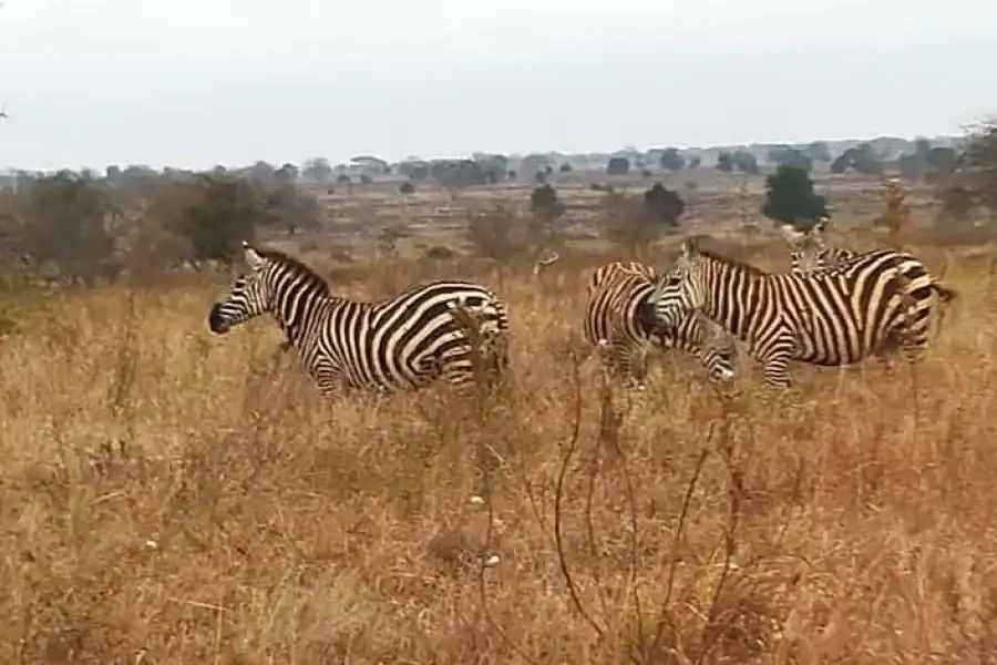 🚸Mombasa: 3-day Tsavo East National Park Safari