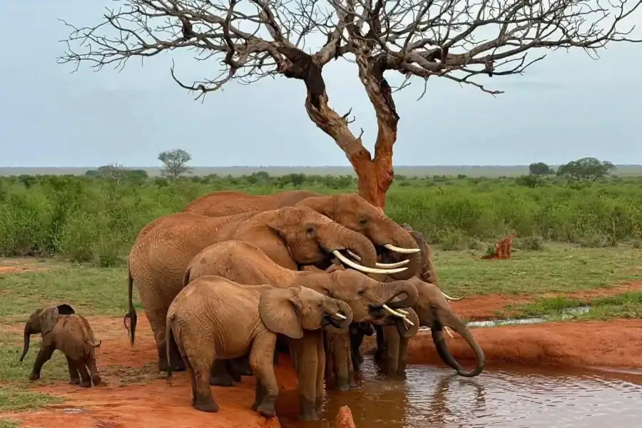 🕓Mombasa: 4-Day Tsavo East, Salt Lick& Ngutuni Safari