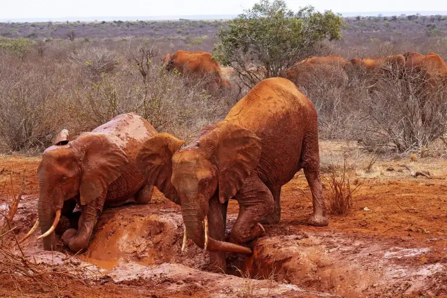 🕓Mombasa: 5-Day Tsavo, Amboseli& Salt Lick Safari