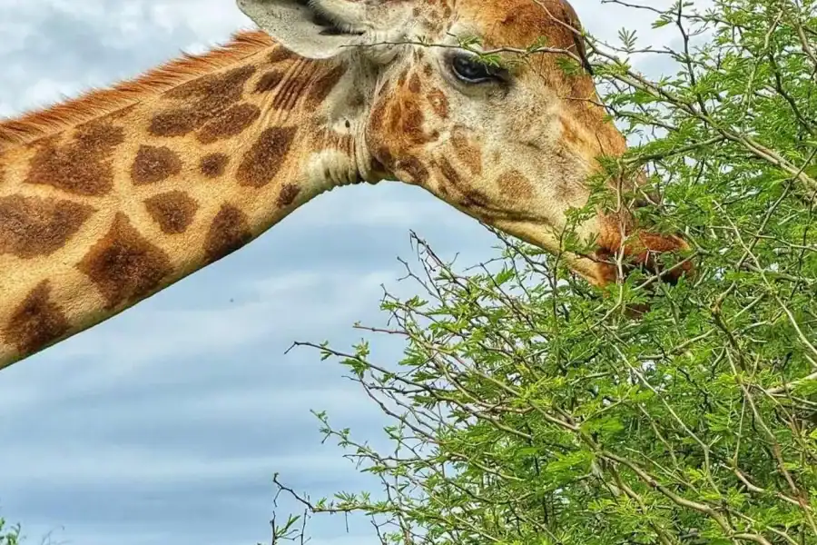 🕓Mombasa Cultural& Wildlife Experience