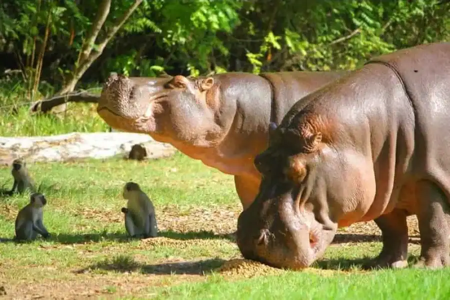 🚸Mombasa: Discovery Day Tour And Haller Park