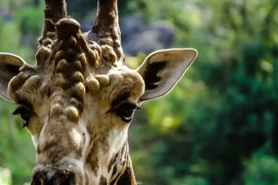 🚸Mombasa Full Day Tour And Excursions