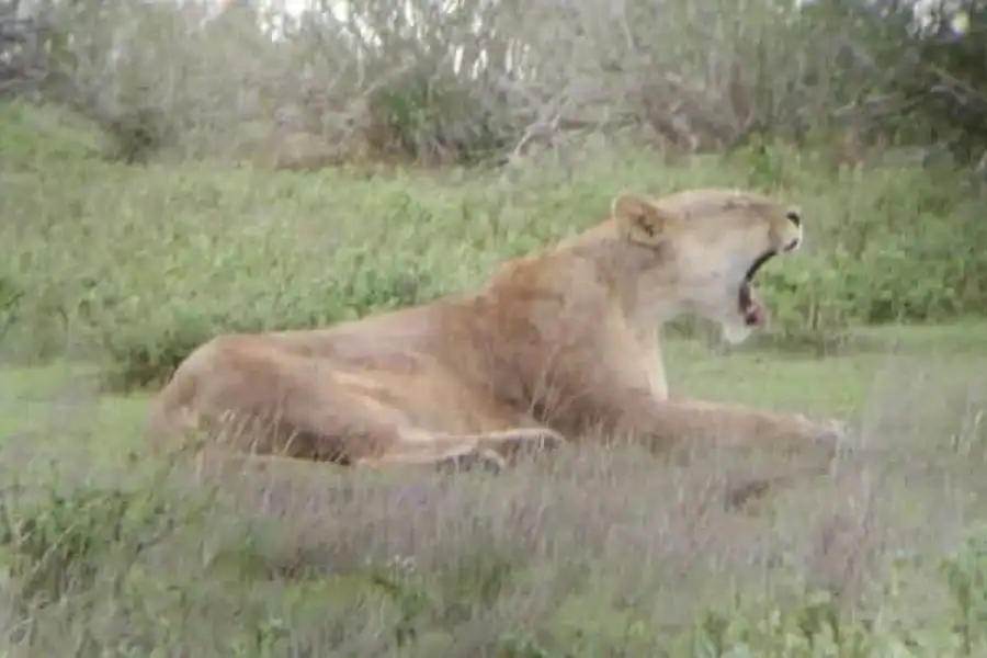 🚸Mombasa: Tsavo East National Park Day Tour