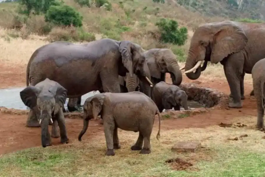 🕓Mombasa: Tsavo East National Park Overnight Safari