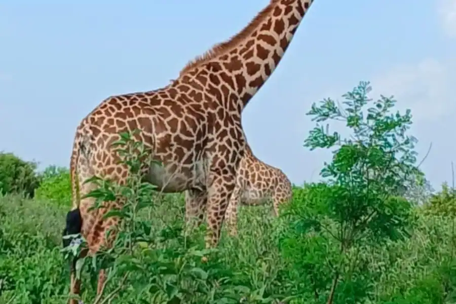 🕓Mombasa: Tsavo West National Park Overnight Safari Trip