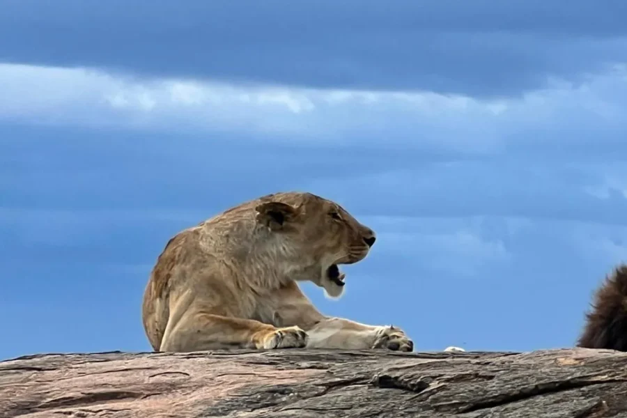 🕓Mombasa/Diani: Private Tsavo East Day Safari