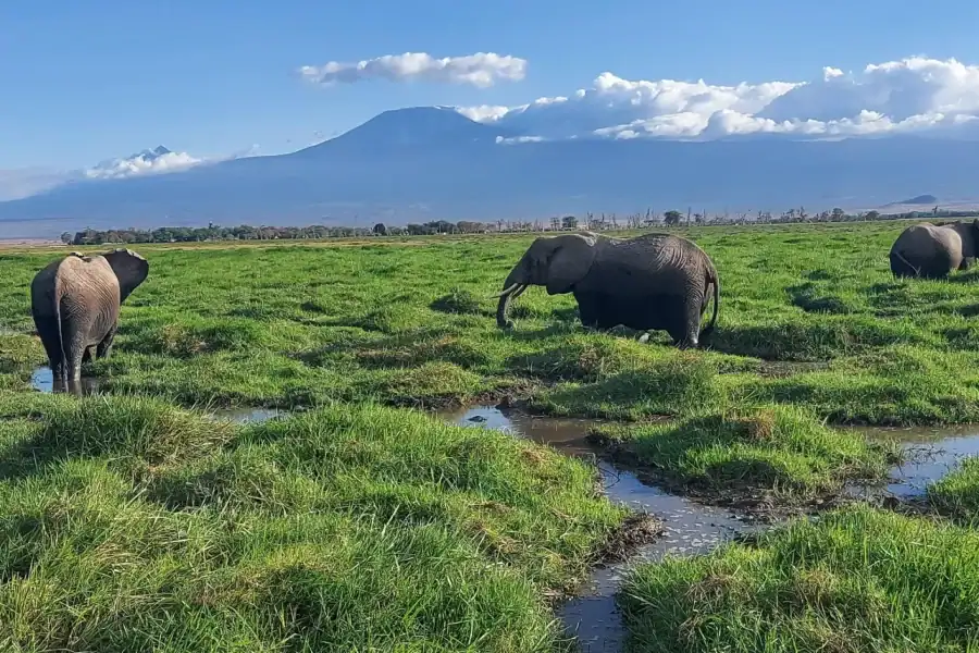 🕓Mombasa/Diani: Tsavo West& Amboseli 3-Day Wildlife Safari