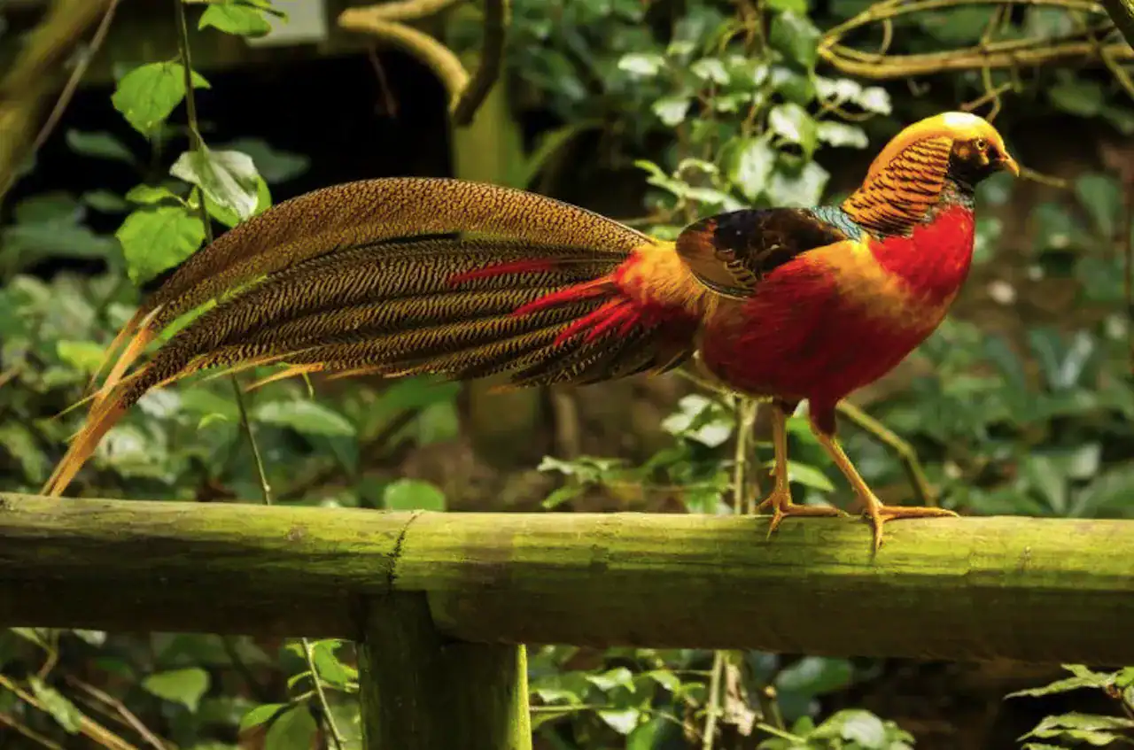 🕓Monkeyland, Birds of Eden, Jukani – Animal Sanctuaries