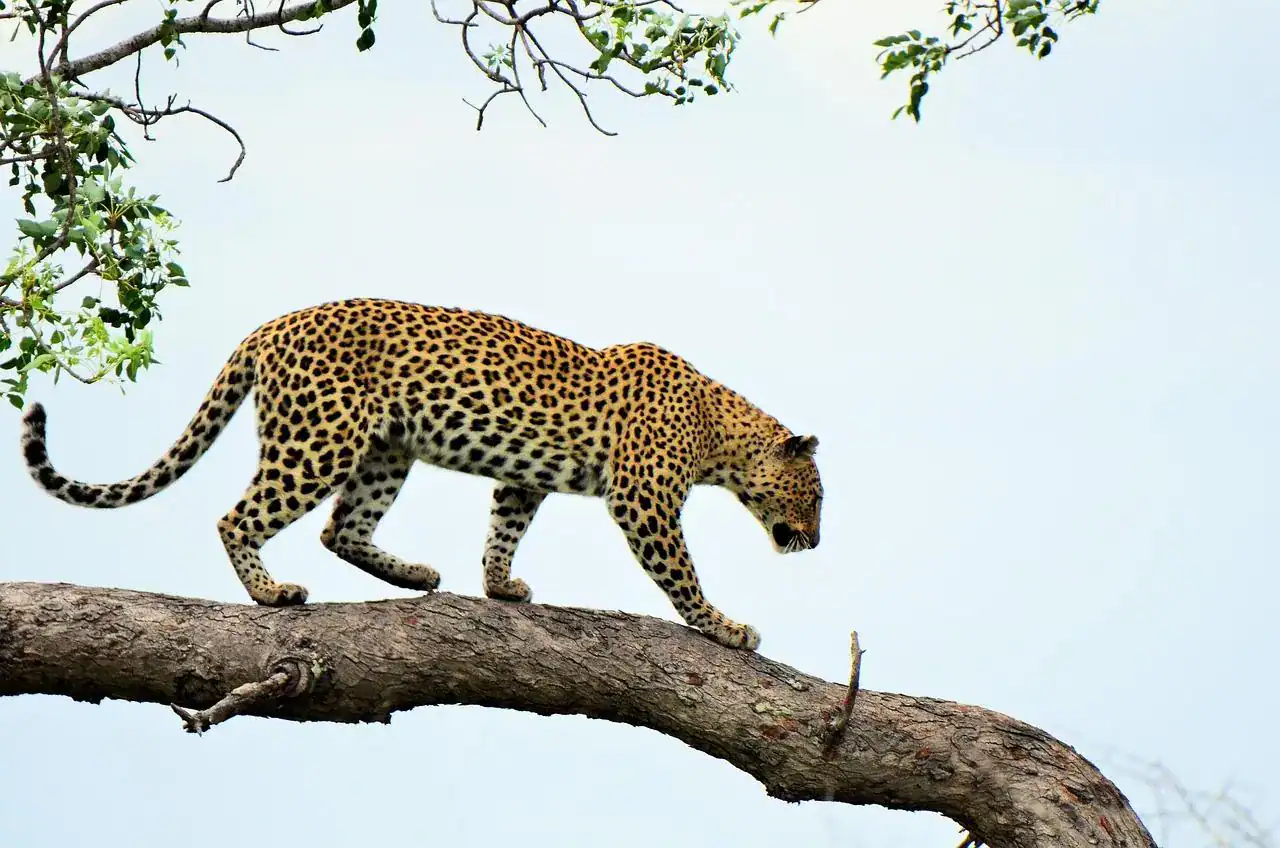 🕓Morogoro: 3-Day Ruaha National Park Safari with Lodging