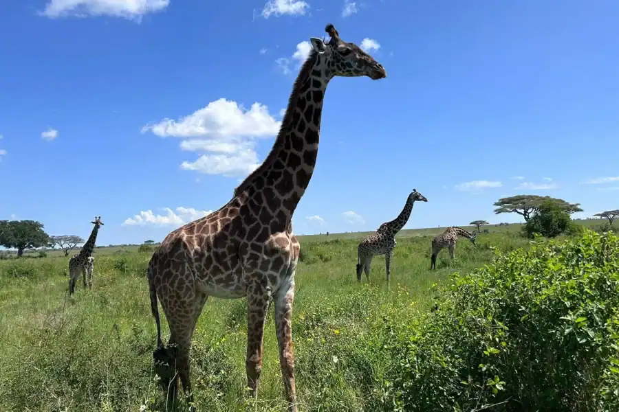 🕓Moshi: 2-Day Lake Manyara and Ngorongoro Safari with Lodging