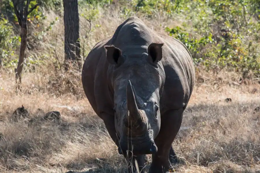 🕓Mosi oa Tunya Game Drive and Rhino Walking Safari