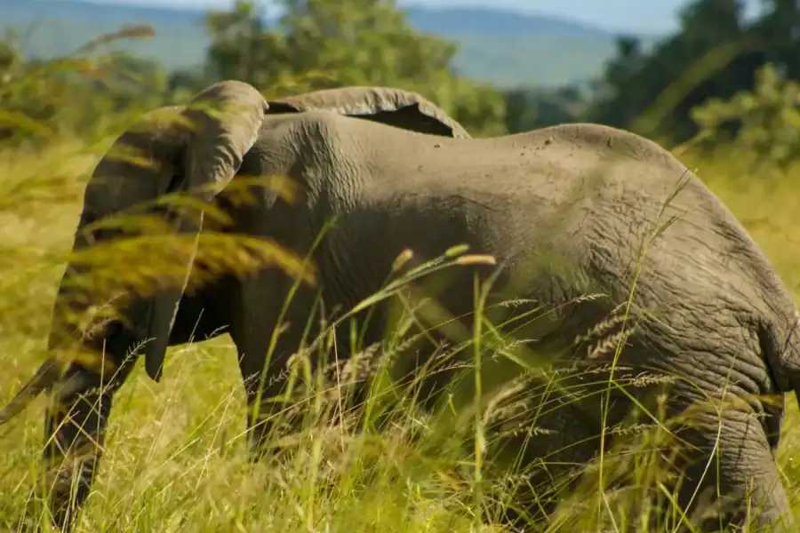 🕓Mwea National Reserve Full-Day Safari from Nairobi