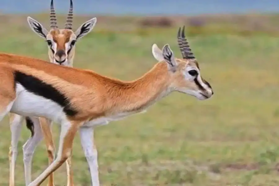 🕓Nairobi: 2-Day Amboseli National Park Safari