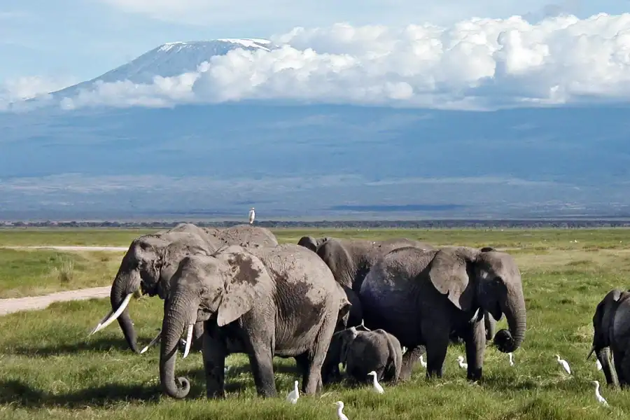 🕓Nairobi: 3-Day Amboseli& Tsavo West National Park Safari
