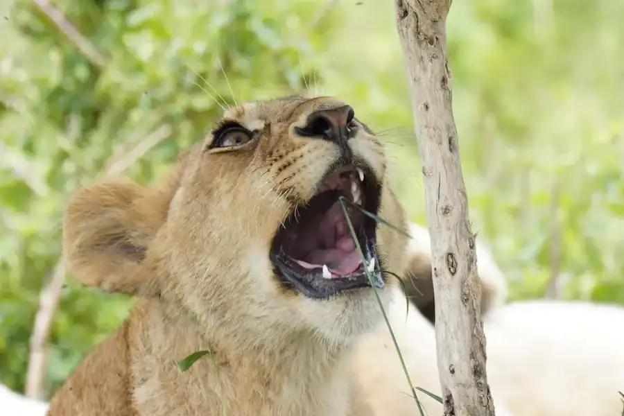 🕓Nairobi: 3-Day Arusha& Ngorongoro Crater Safari Tour