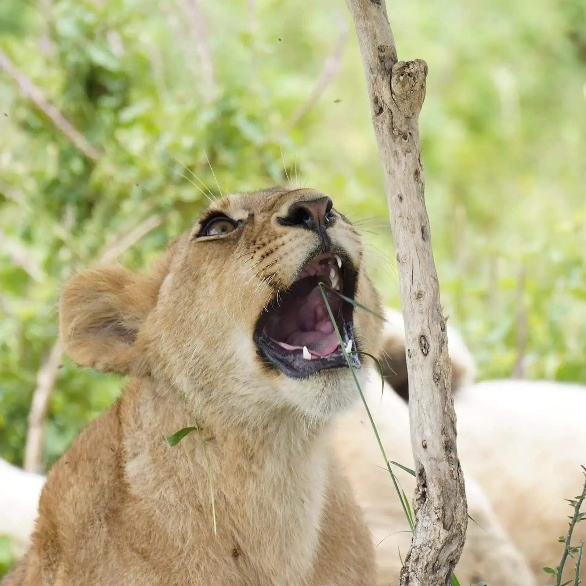 🕓Nairobi: 3-Day Arusha& Ngorongoro Crater Safari Tour