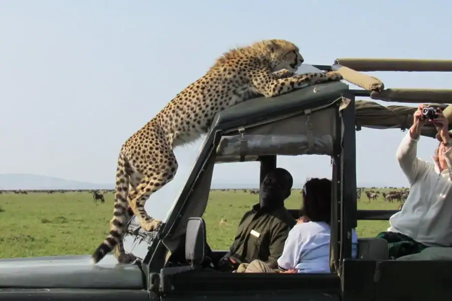 🕓Nairobi: 3-Day Maasai Mara Group Tour with 4X4 Jeep Safari