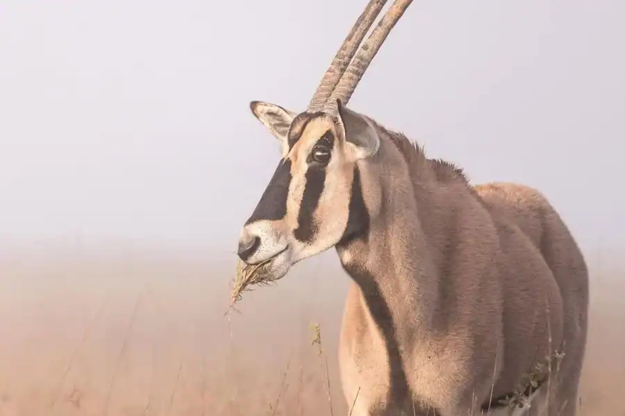 🕓Nairobi: 3-Day Maasai Mara Safari with Pool Relaxation