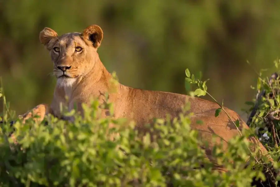🕓Nairobi: 3-Day Samburu National Reserve Safari in 4WD Jeep