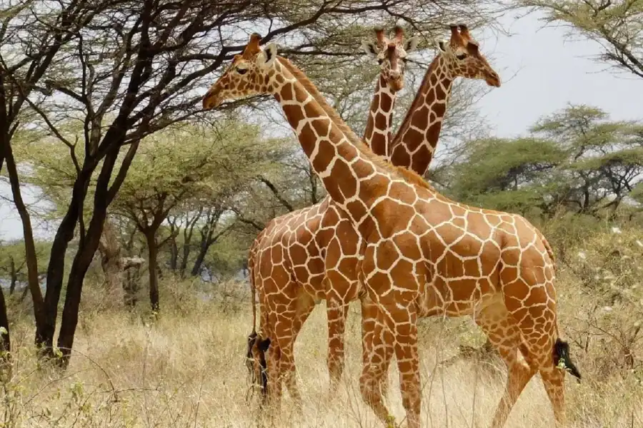 🕓Nairobi: 3-Day Samburu National Reserve Safari Tour