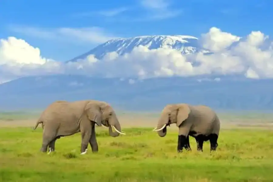 🚸Nairobi: 4-day Amboseli, Tsavo West & East Guided Safari