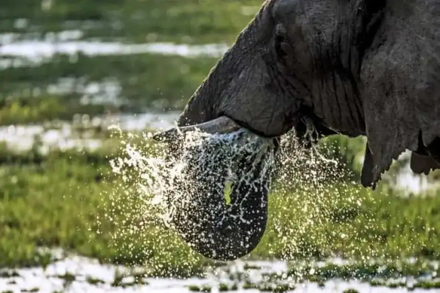 🚸Nairobi: 4-day Maasai Mara And Lake Nakuru Camping Safari