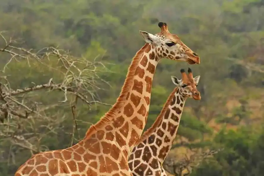 🕓Nairobi: 4-Day Maasai Mara and Lake Nakuru Group Safari
