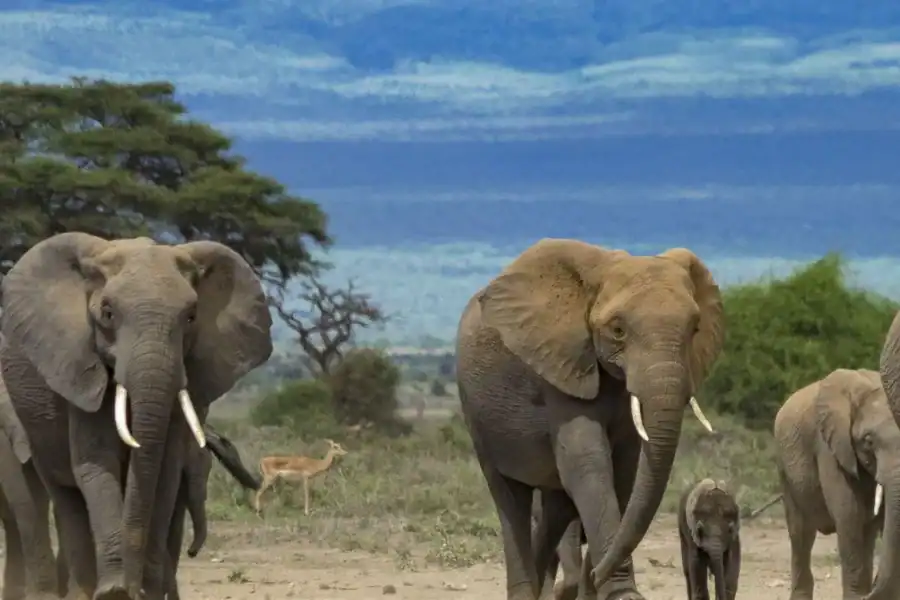🕓Nairobi: 4-Day Maasai Mara& Crescent Island Private Safari