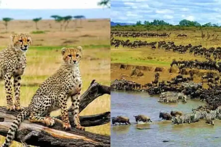 🚸Nairobi: 4-day Masai Mara & Lake Nakuru Safari – Mid-range