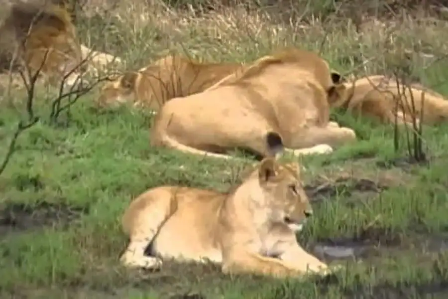 🚸Nairobi 4 Hours National Park Half-day Game Drive Safari