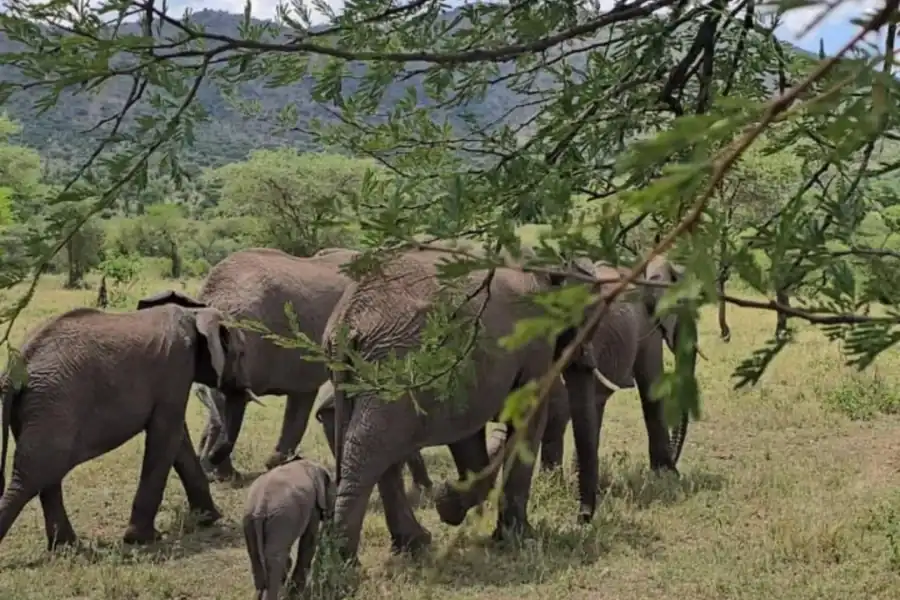 🕓Nairobi: 5-Day Aberdares, Laikipia, Samburu Safari