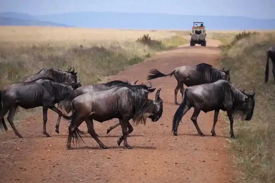 🕓Nairobi: 5-Day Family Safari to Naivasha, Nakuru& Mara