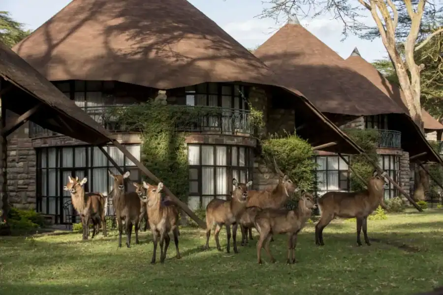 🕓Nairobi: 5-Day Naivasha and Nakuru Safari Tour