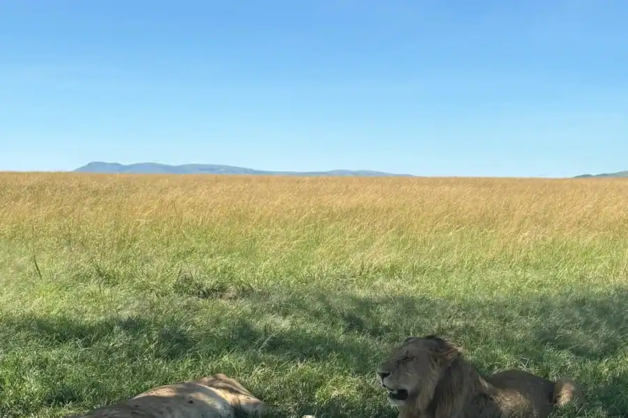 🕓Kenya: Maasai Mara, Lake Nakuru, Lake Bogoria Safari