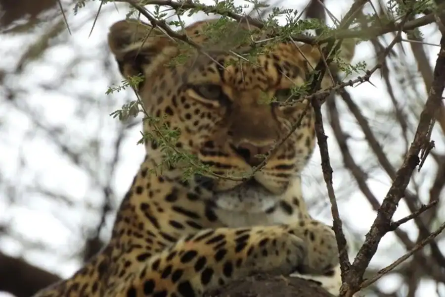 🕓Nairobi: 7-Day Maasai Mara, Nakuru, Naivasha& Amboseli Tour