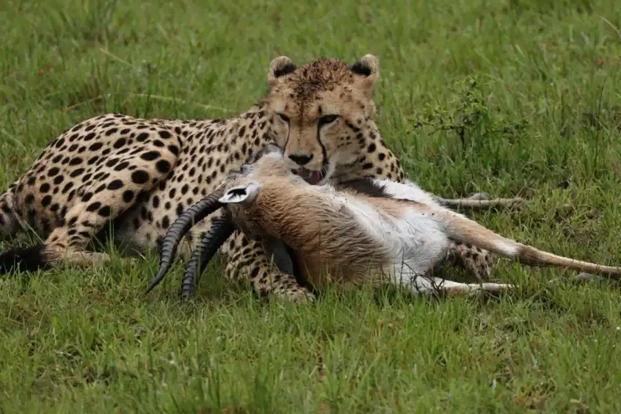 🕓Nairobi: 8-Day Big Five, Culture& Photo Safari