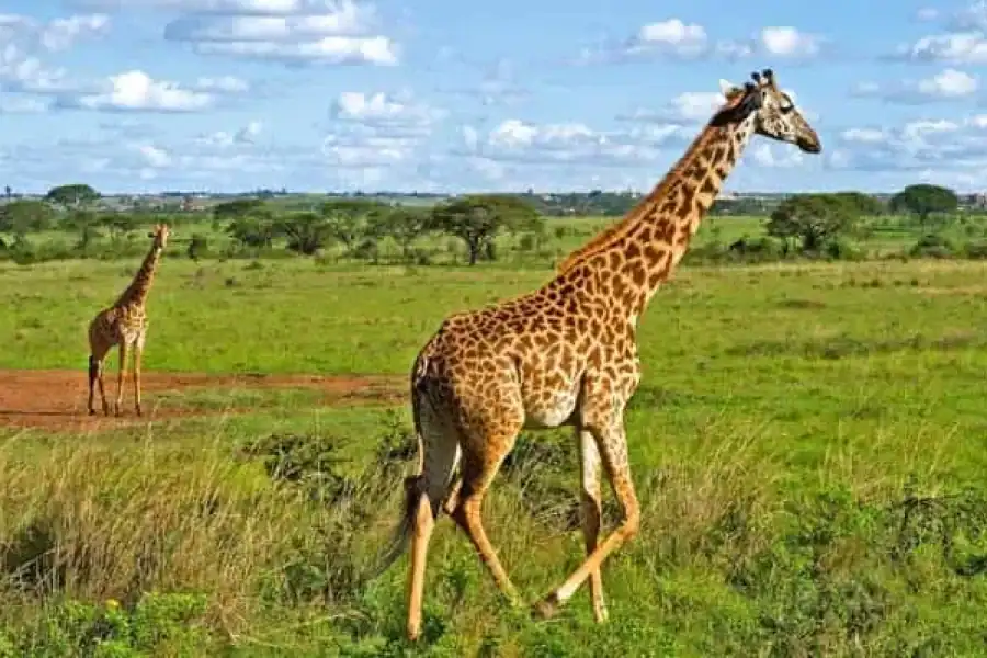 🚸Nairobi Airport Layover: Tour Nairobi National Park- 4 Hours