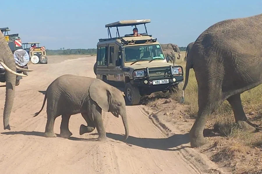 🕓Nairobi: Amboseli National Park 2 days and 1 night safari