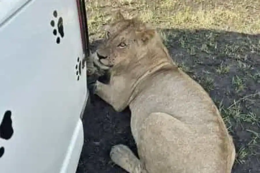 🚸Nairobi: Amboseli National Park Day Trip With Game Drive