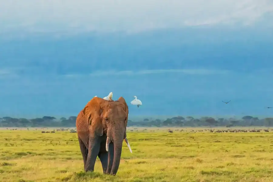 🕓Nairobi: Amboseli National Park Full Day Tour Game Drive