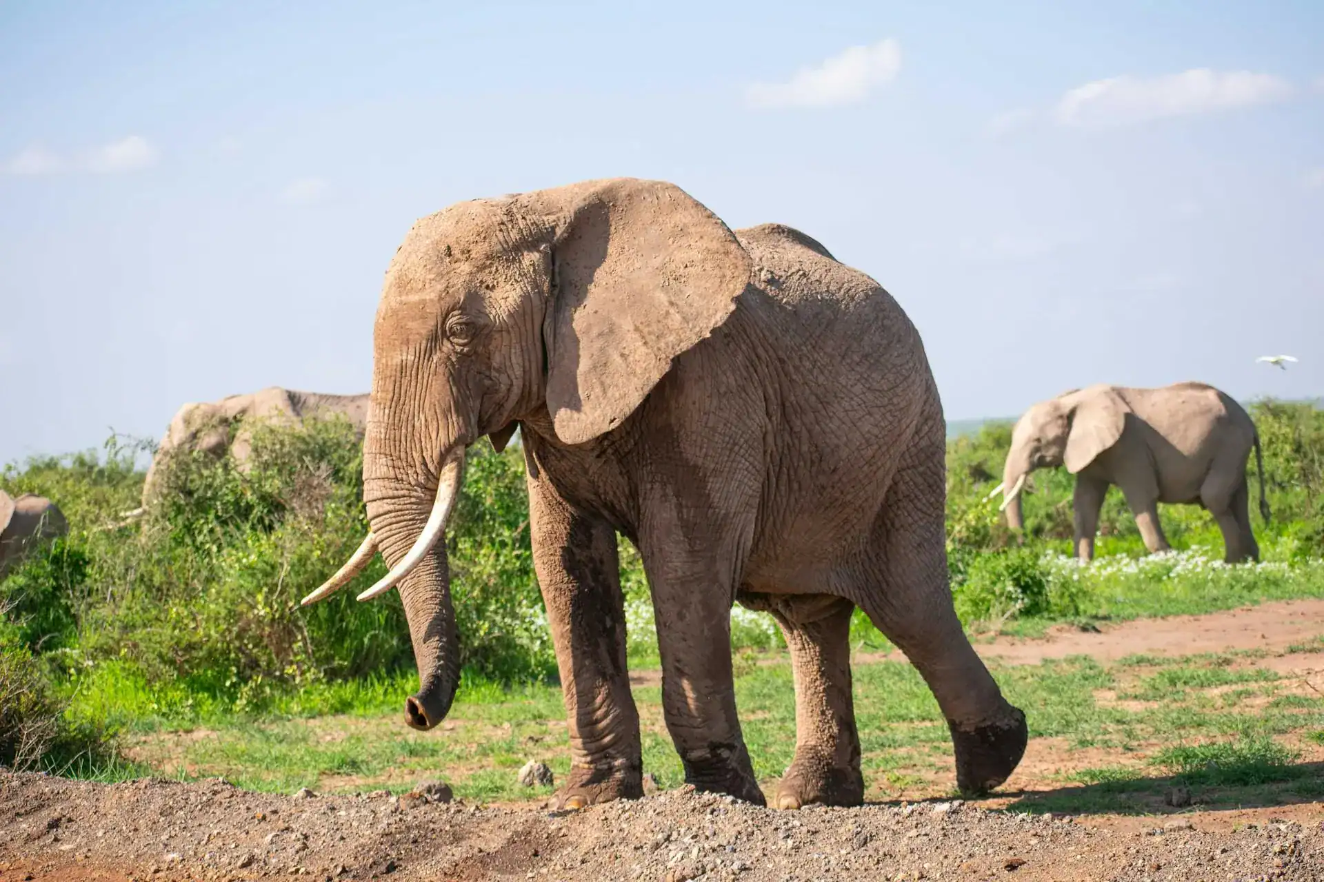 🕓Nairobi: Amboseli National Park Full Day Tour