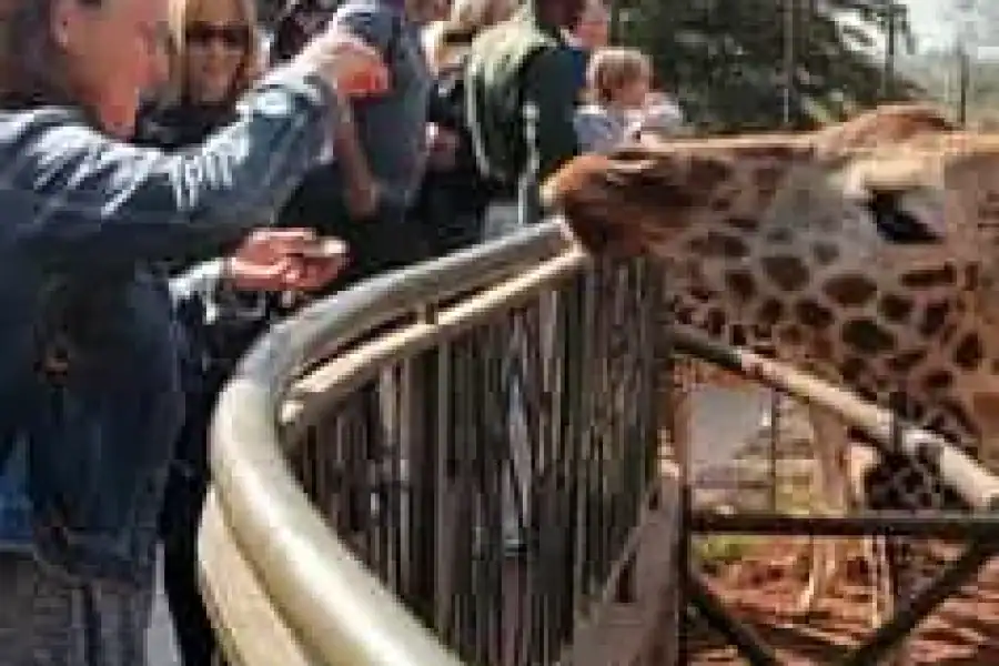 🚸Nairobi: Baby Elephants, Giraffes & Beads Factory Half-day