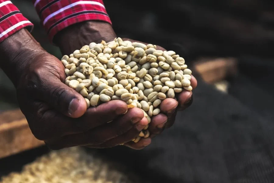 🕓Nairobi Coffee Farm Tour Private Experience