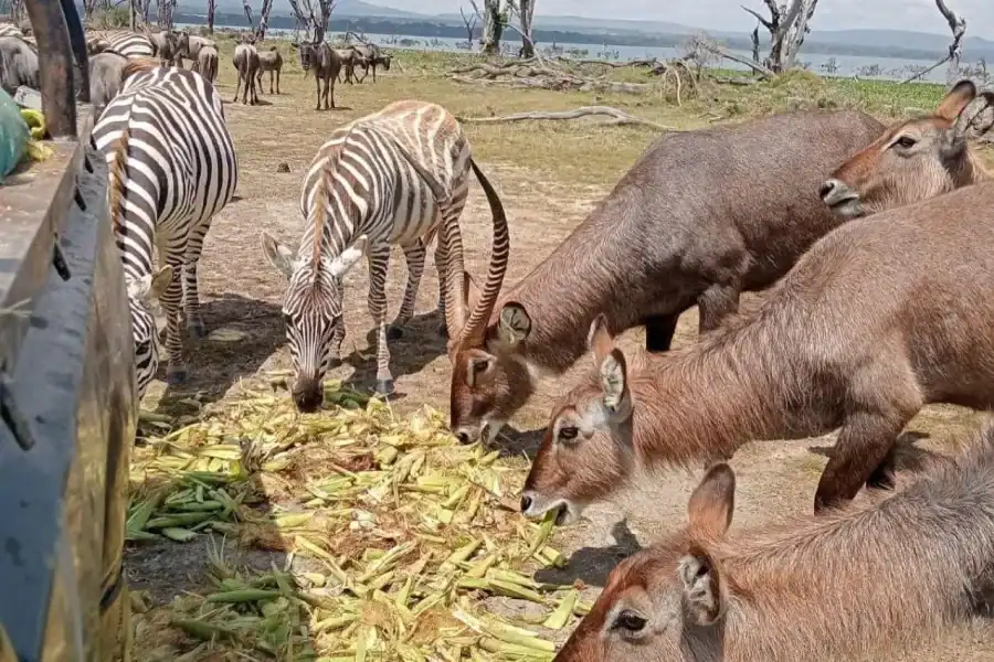 🕓Nairobi: Crescent Island Sanctuary Day Trip