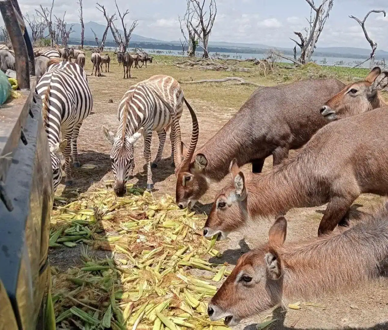 🕓Nairobi: Crescent Island Sanctuary Day Trip
