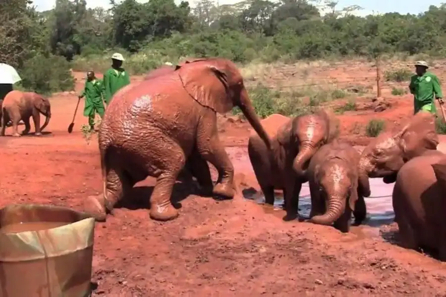 🕓Nairobi: David Sheldrick Elephant Orphanage Visit